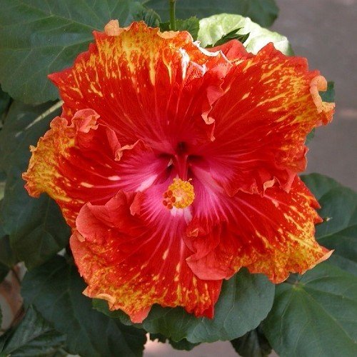 hibiscus-s-shower.jpeg