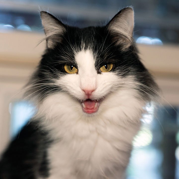 Josie and Sammy and Donna Ouellet : Furry Friends Fur-Ever Tail