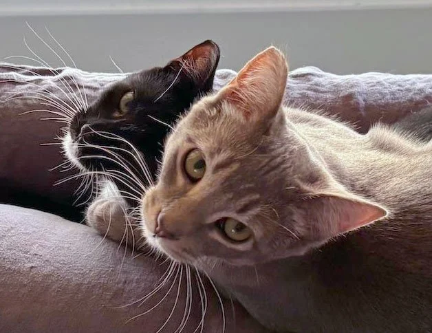 Zee, Giles and Travis Giobbi and Kris Zickert : Furry Friends Fur-Ever Tail