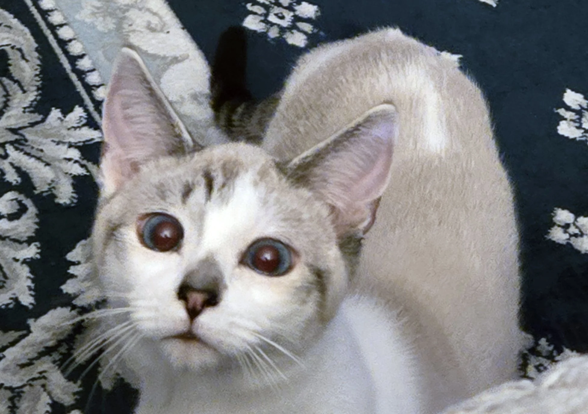 Pebbles and Toast and Yvette Elrod : Furry Friends Fur-Ever Tail