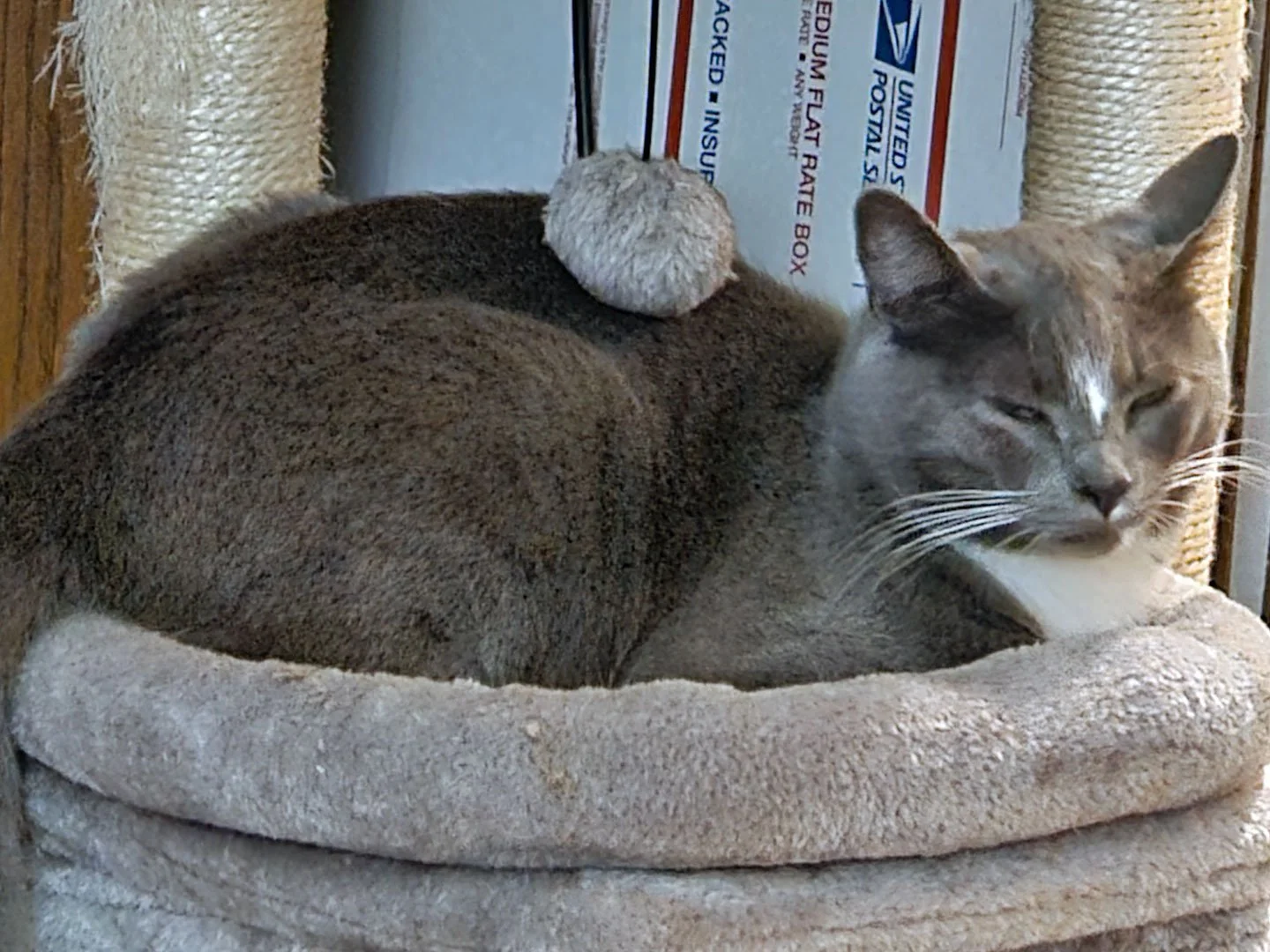 Furguson and the Stricklands : Furry Friends Fur-Ever