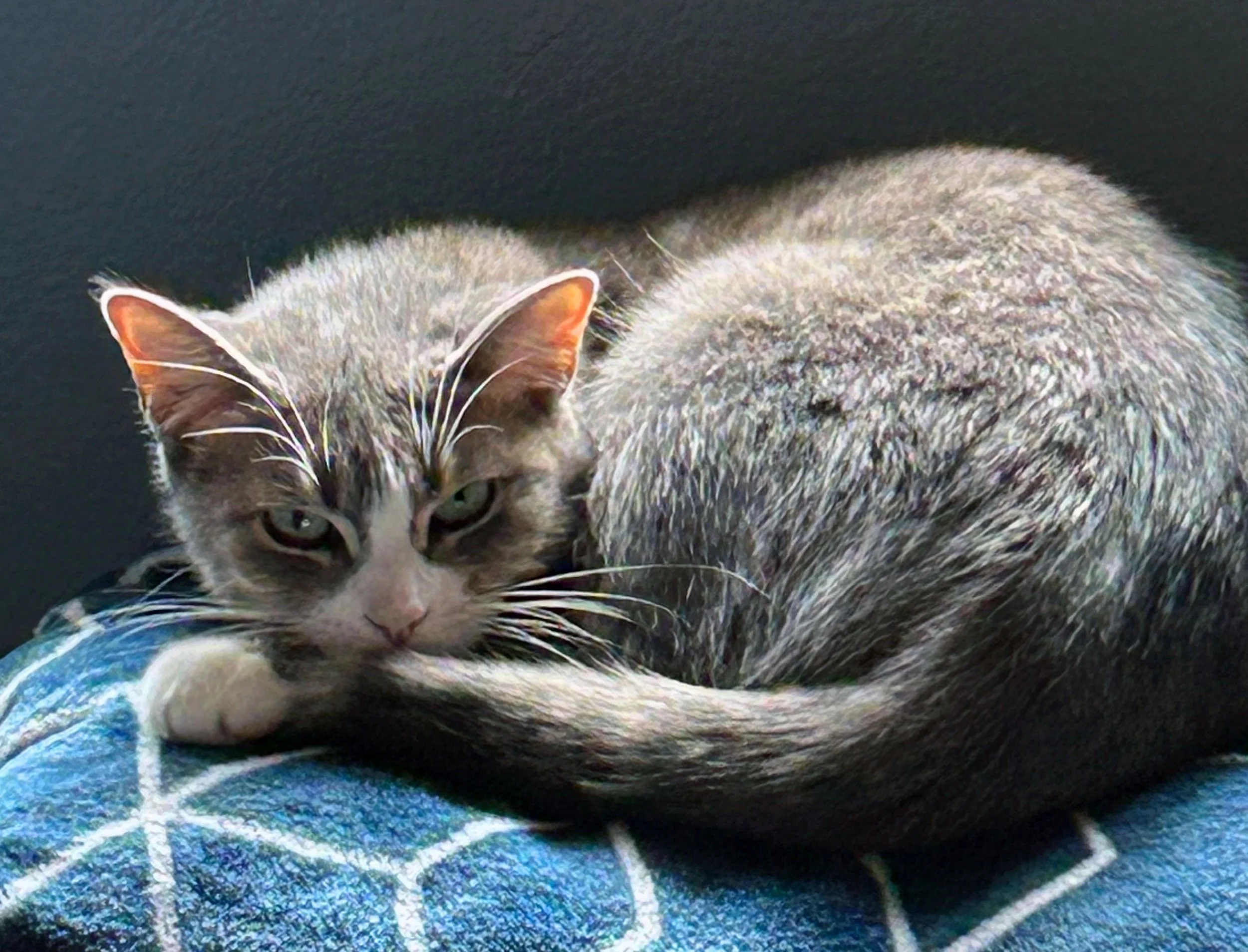 Juniper and Emily Thiessen : Furry Friends Fur-Ever