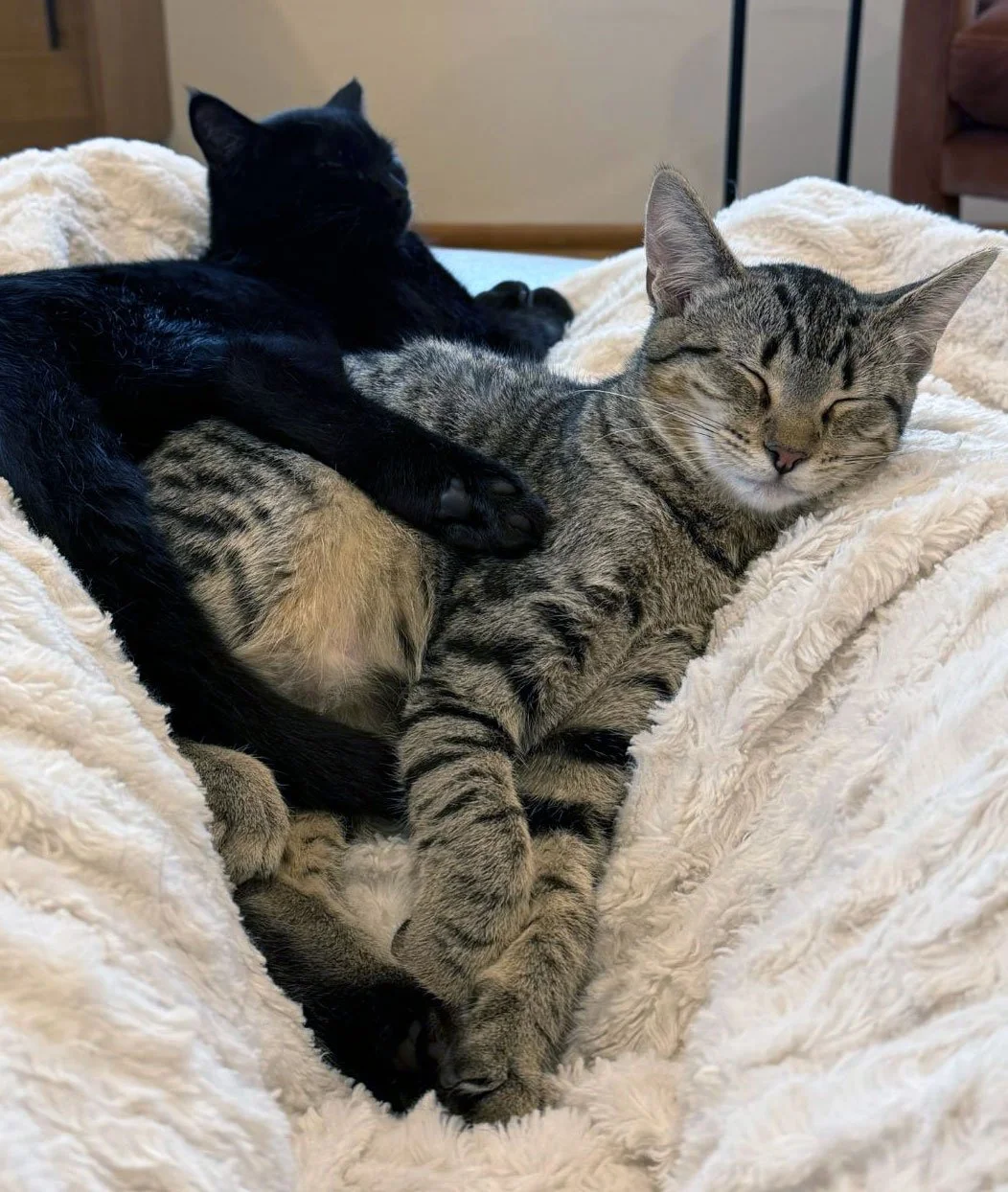 Archie and Hazel and Ashley Kellogg: Furry Friends Fur-Ever 