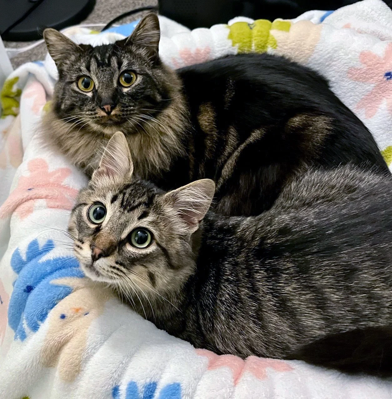 Leo and Stephanie Leeper: Furry Friends Fur-Ever 