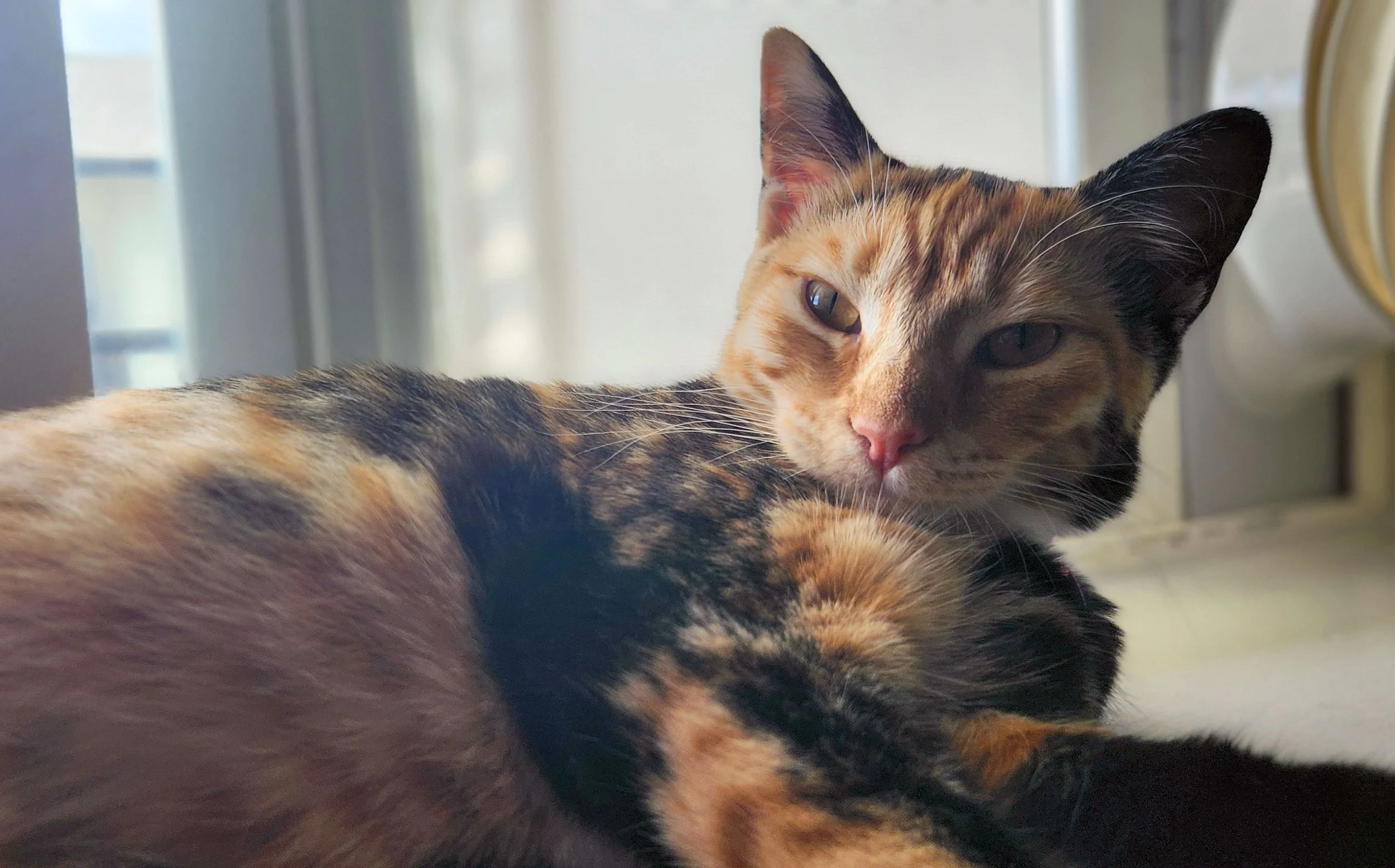 Luna and Krista Groff: Furry Friends Fur-Ever 