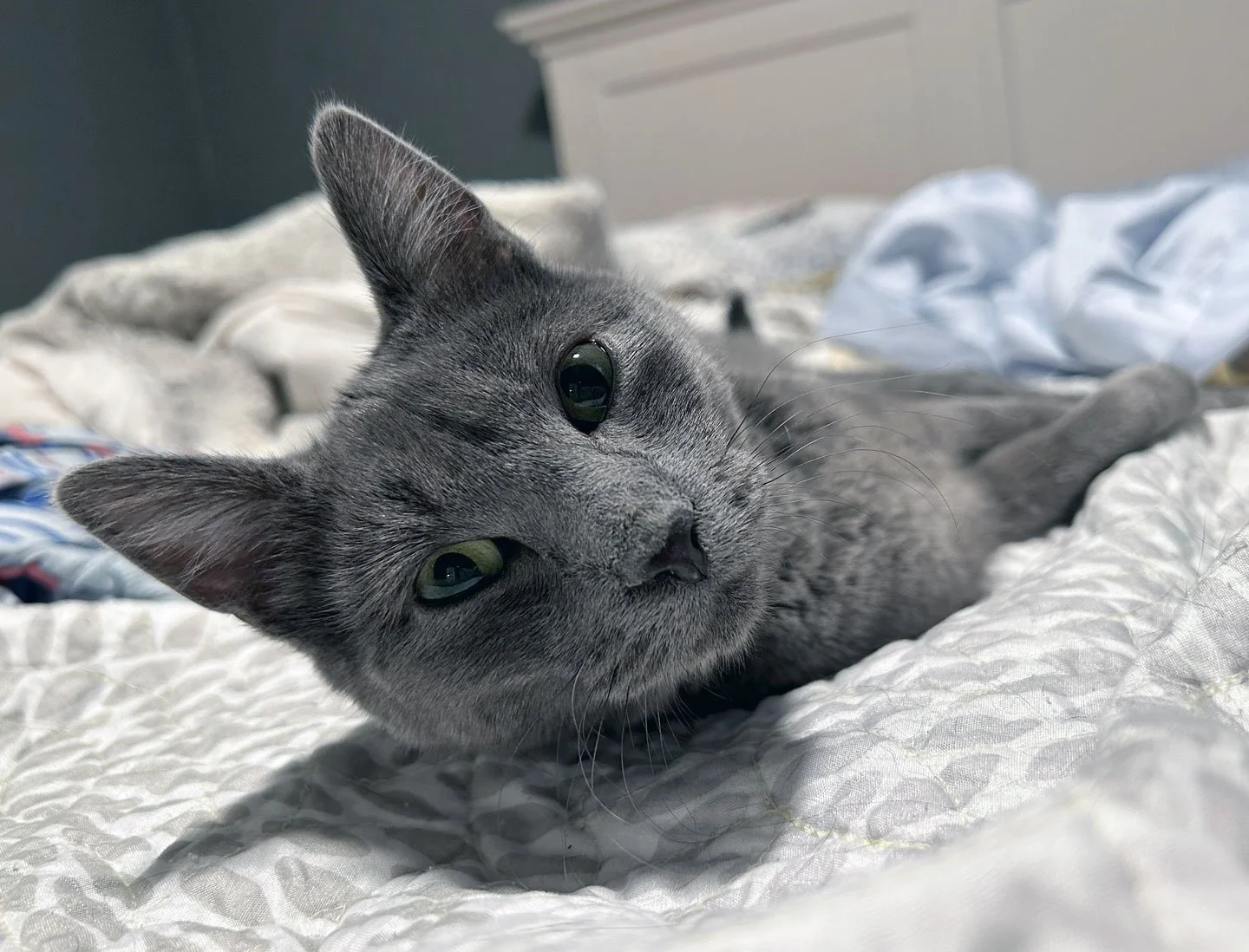 Jasper and Angela Orozco: Furry Friends Fur-Ever 