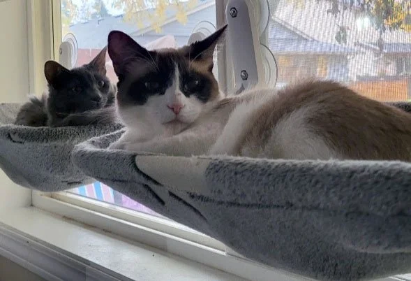 Stormy and Angel and Jessie Harris: Furry Friends Fur-Ever 