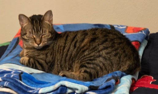 Jasmine and the Andersons: Furry Friends Fur-Ever 