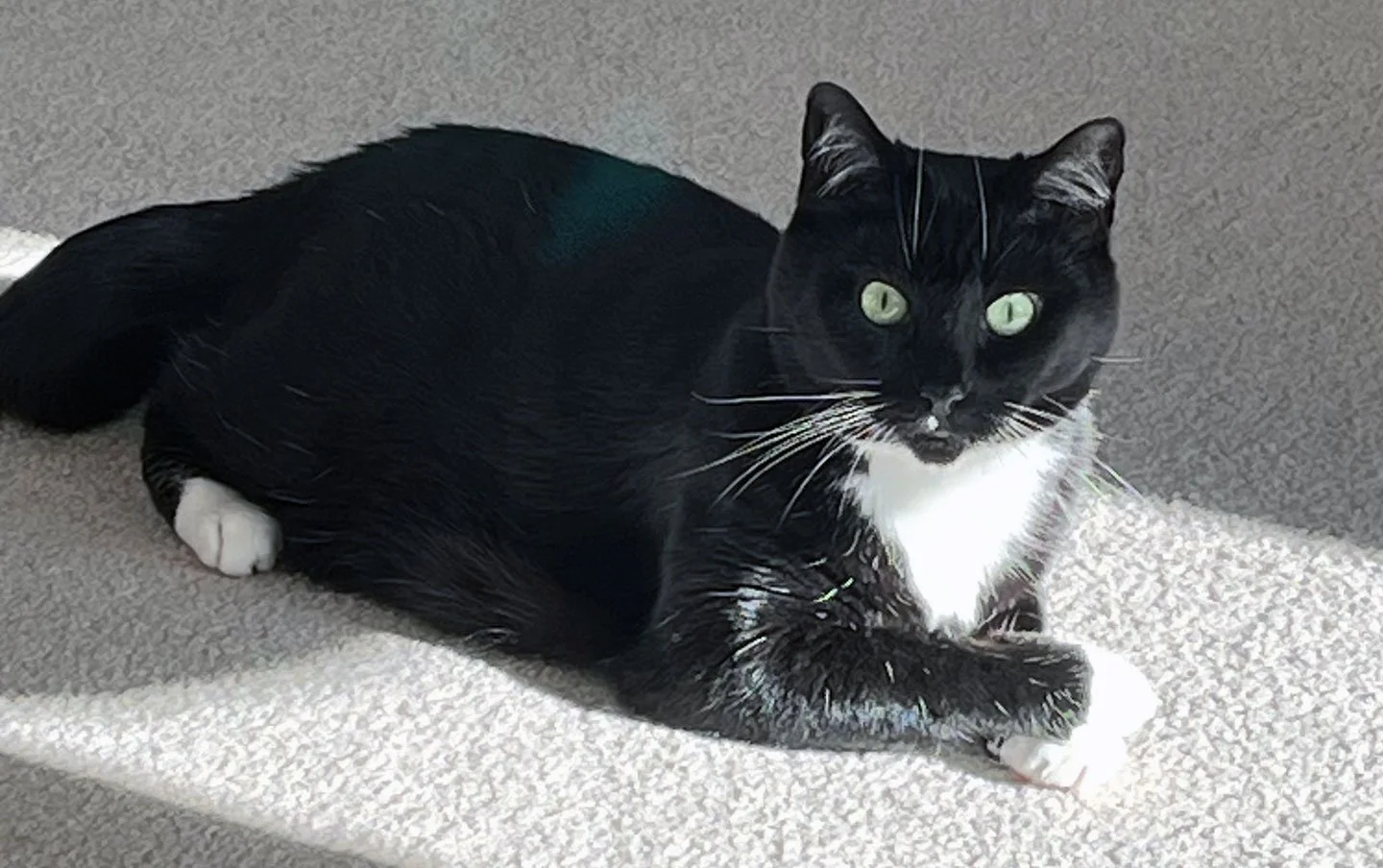 Lucy and ToniLynn Steele: Furry Friends Fur-Ever 