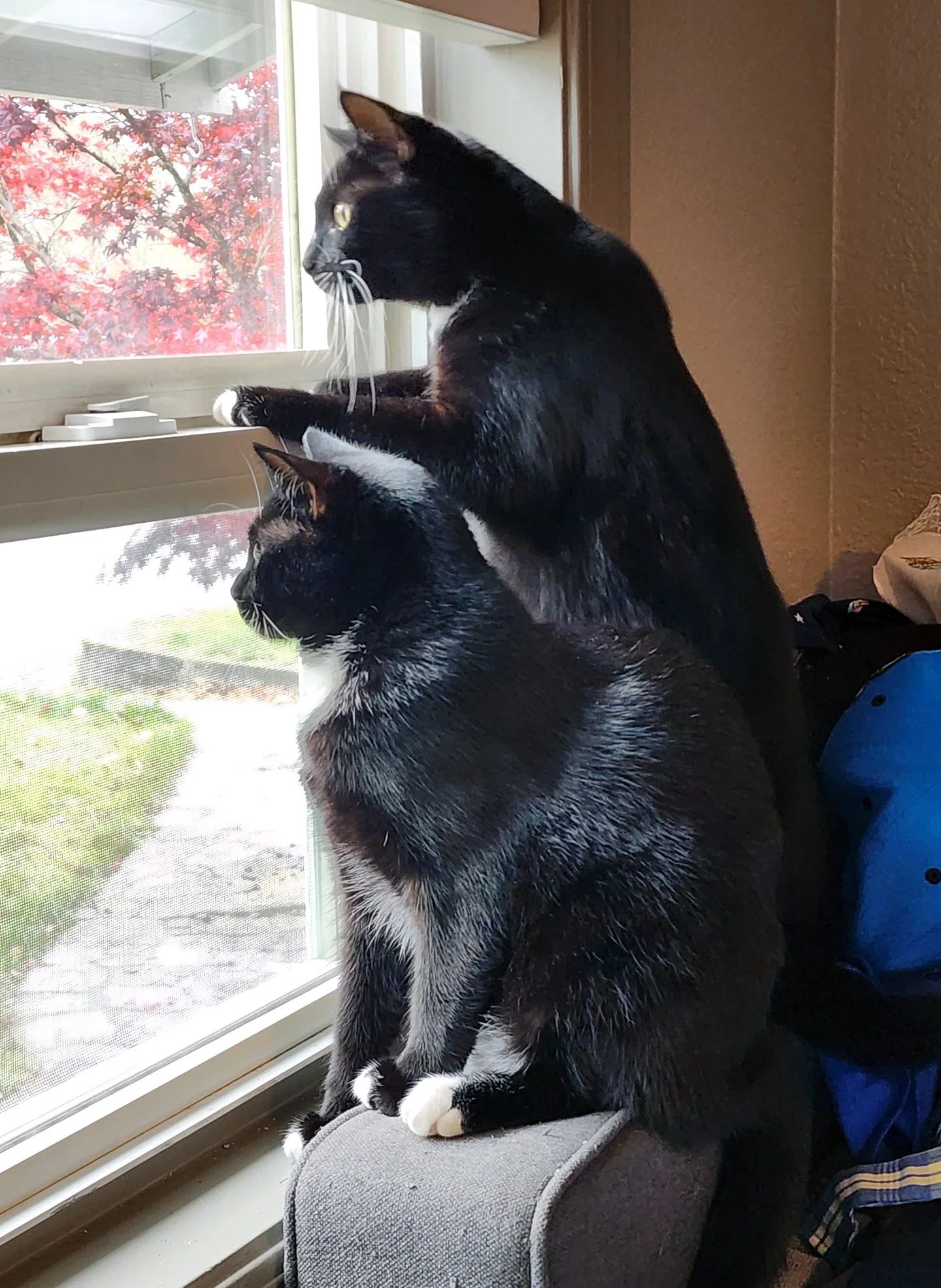 Angel and Luna and Christi Williams: Furry Friends Fur-Ever