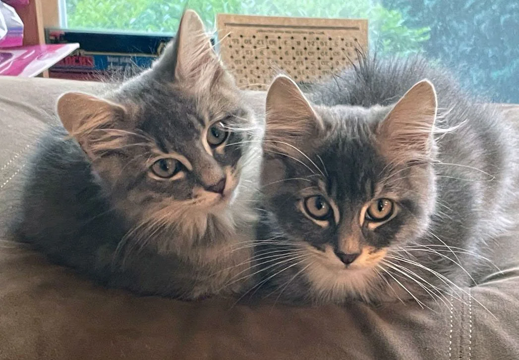 Cinnamon and Mackenzie and the Moraleses: Furry Friends Fur-Ever