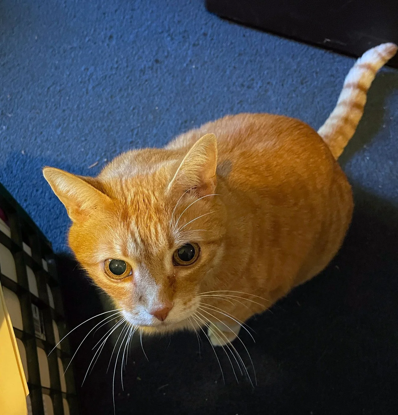 Pete7-fff-12-25.jpg