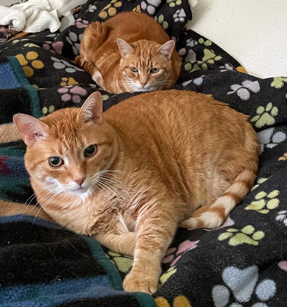 Pete and RePete and Jennifer Baker: Furry Friends Fur-Ever 