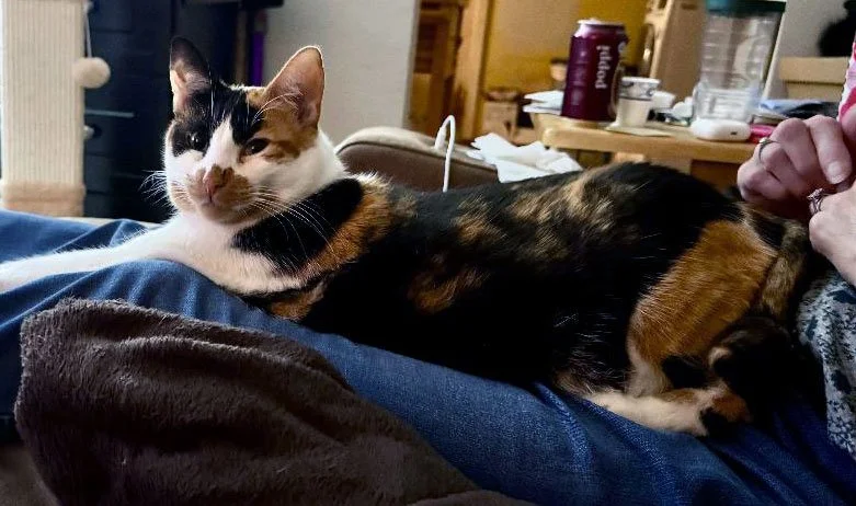 Doja and Kim Boell: Furry Friends Fur-Ever 