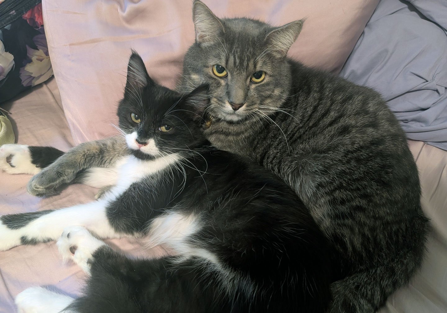 Moon and Jasmine Neal: Furry Friends Fur-Ever 