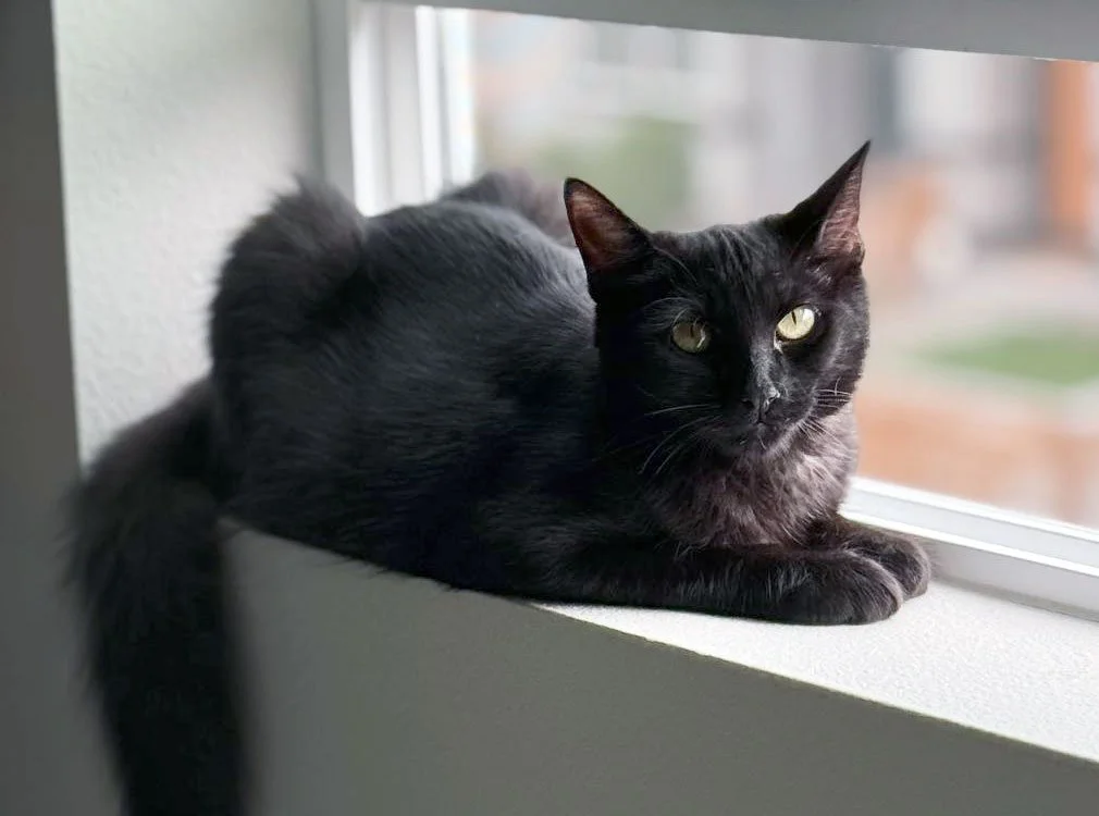 Mocha and Ruby Safley: Furry Friends Fur-Ever