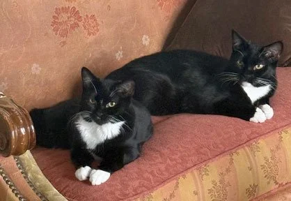 Dahlia and Louie and John Stevens and Sharon Dawson: Furry Friends Fur-Ever 