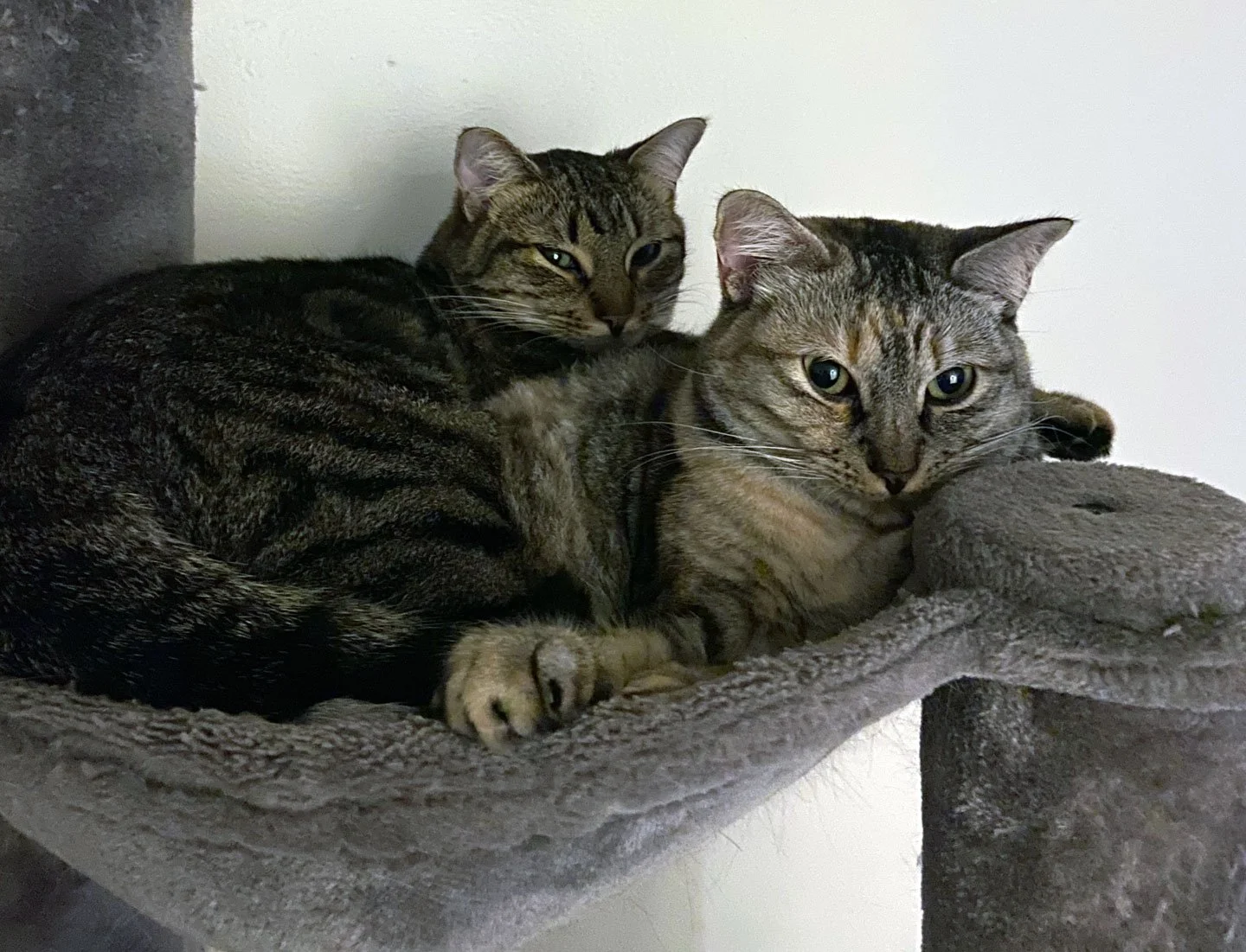 Zora and Mia and Jen Davis: Furry Friends Fur-Ever 