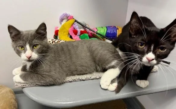 Tommy, Vinnie and the Hills: Furry Friends Fur-Ever 