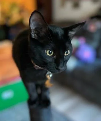 Soot and the Sandigos: Furry Friends Fur-Ever