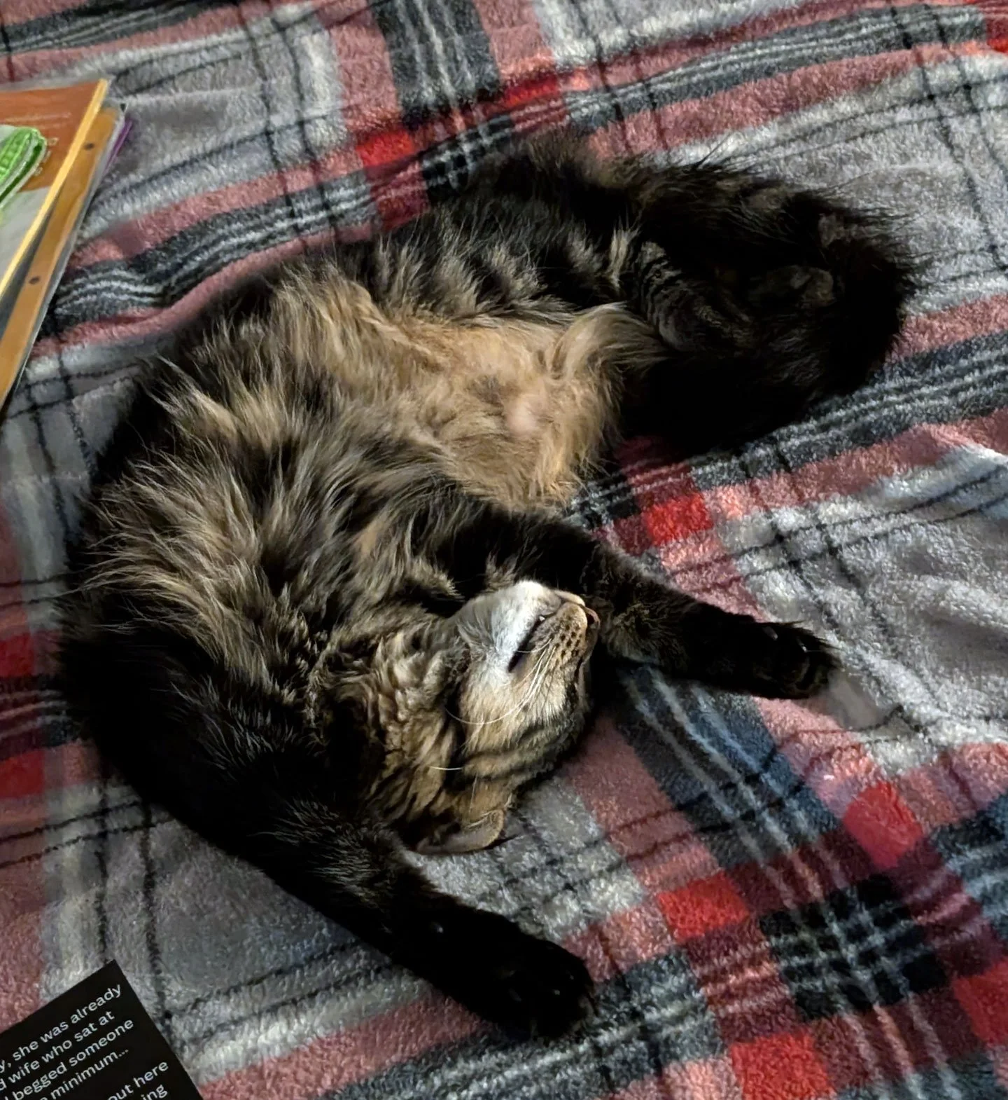 Sable and Tawnee Garon: Furry Friends Fur-Ever