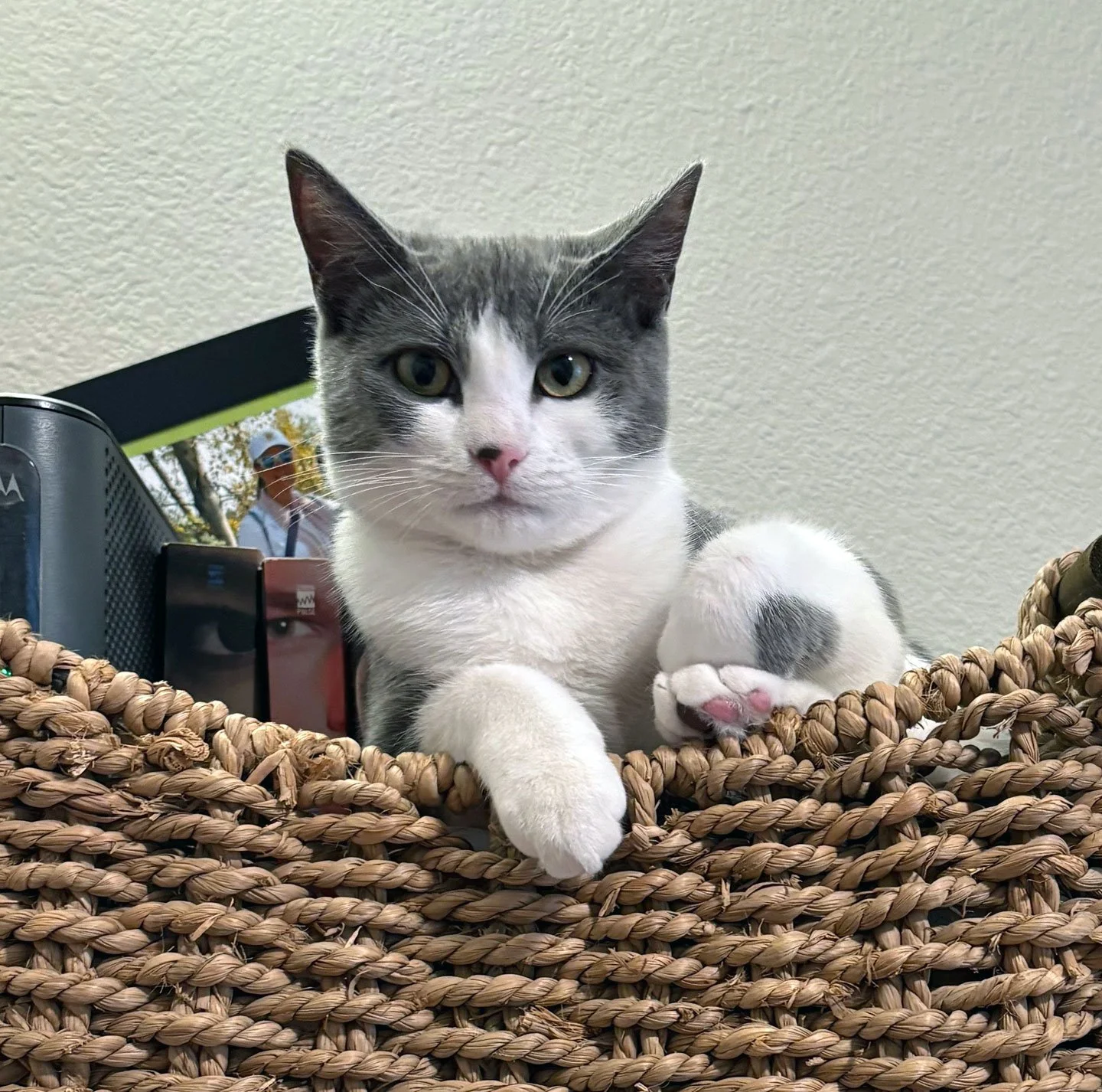 Roba and the Wagners: Furry Friends Fur-Ever