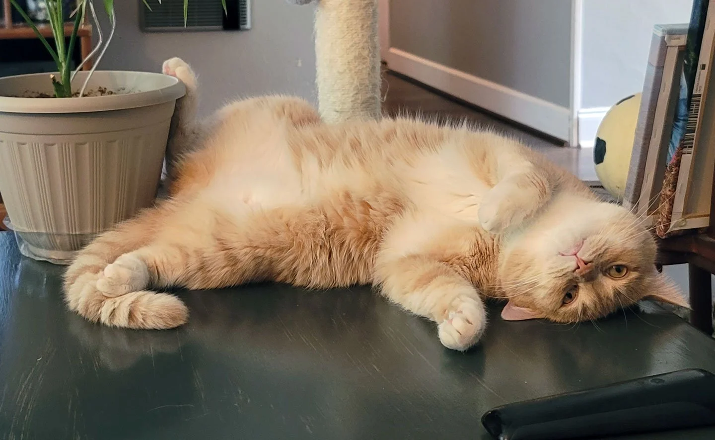 Hank5-fff-12-25 - Copy.jpg