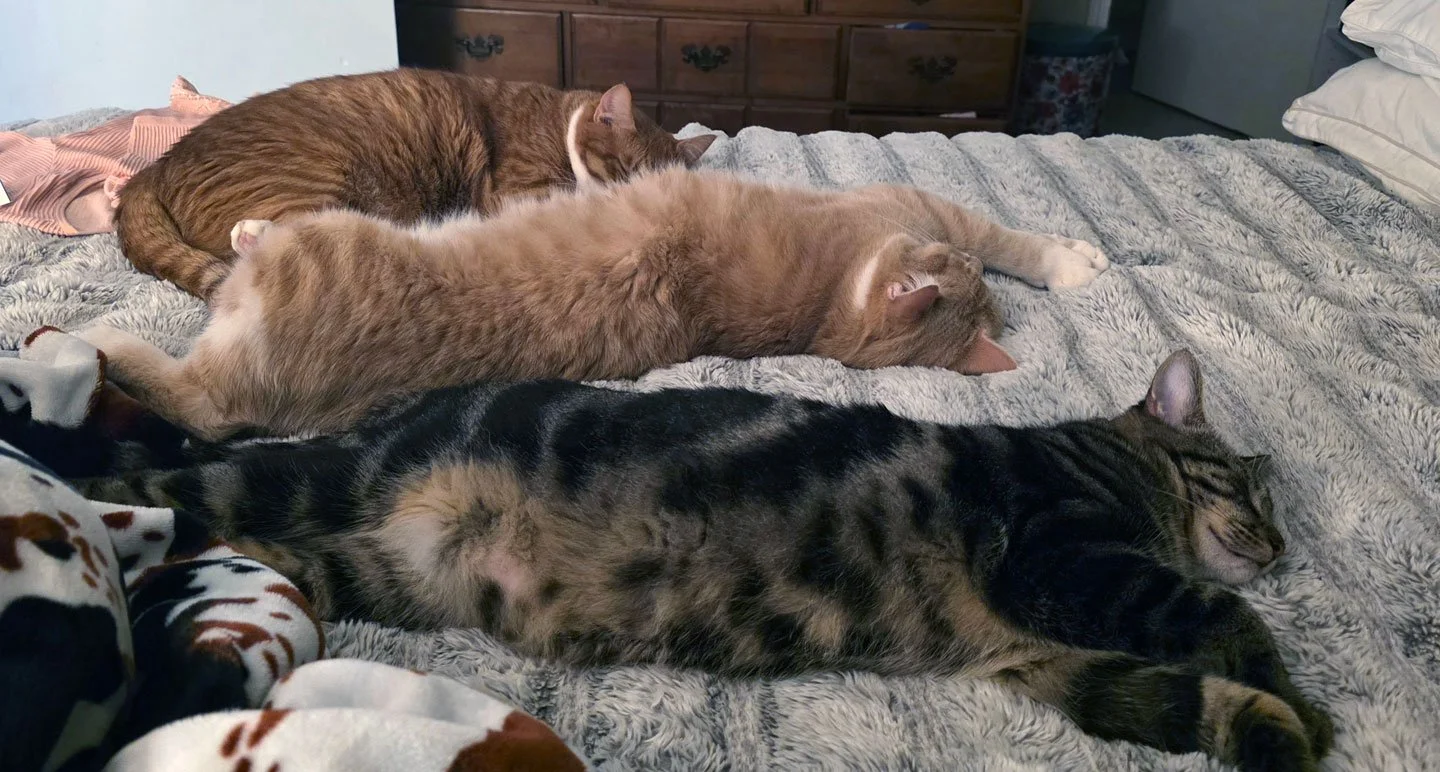 Hank2i-fff-12-25 - Copy.jpg