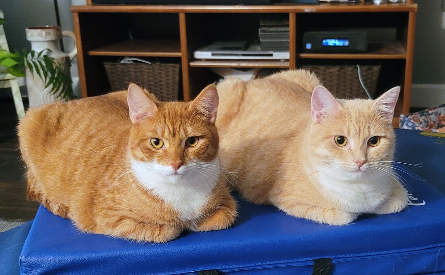 Hank6-fff-12-25 - Copy.jpg