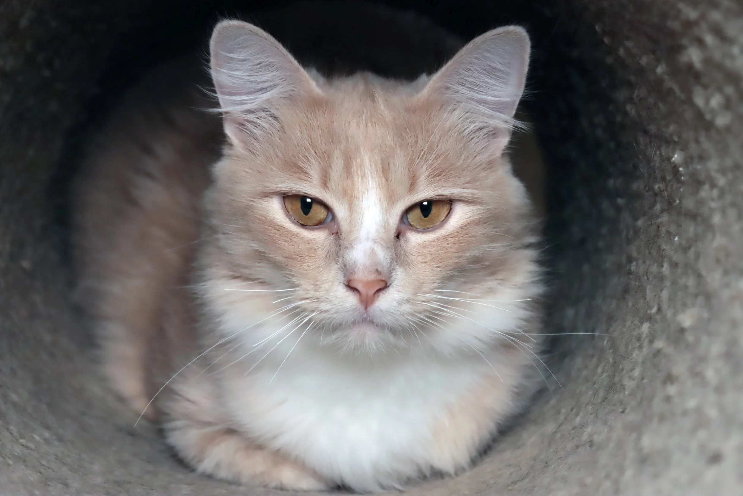 Autumn Kasey-ds_3463.jpg