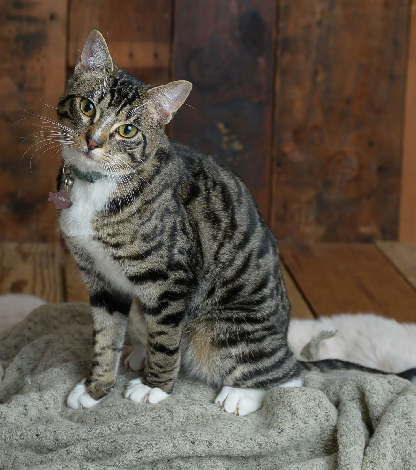 Anchovy and Anna Brown: Furry Friends Fur-Ever 