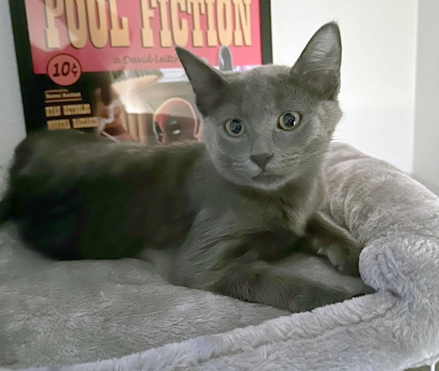 Ziggy and the Surgniers: Furry Friends Fur-Ever 