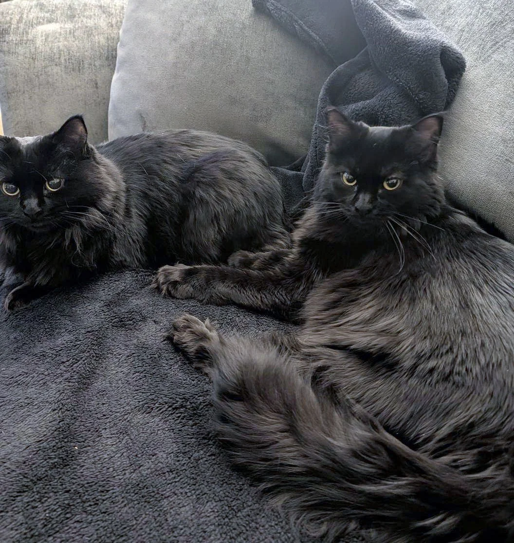 Daisy and Poppy and Gloria Ferrante: Furry Friends Fur-Ever