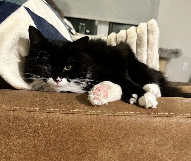 Evvie and the Bergstedts: Furry Friends Fur-Ever 