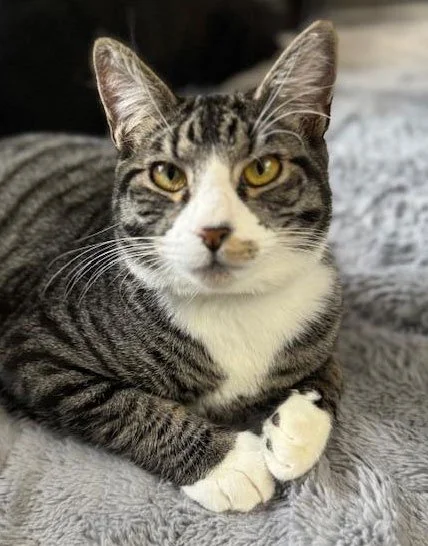 Oliver and the Fretwells: Furry Friends Fur-Ever 