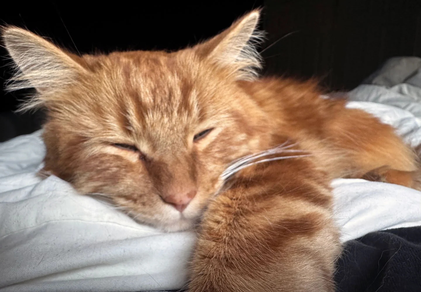 Pax and the Kinlaws: Furry Friends Fur-Ever 