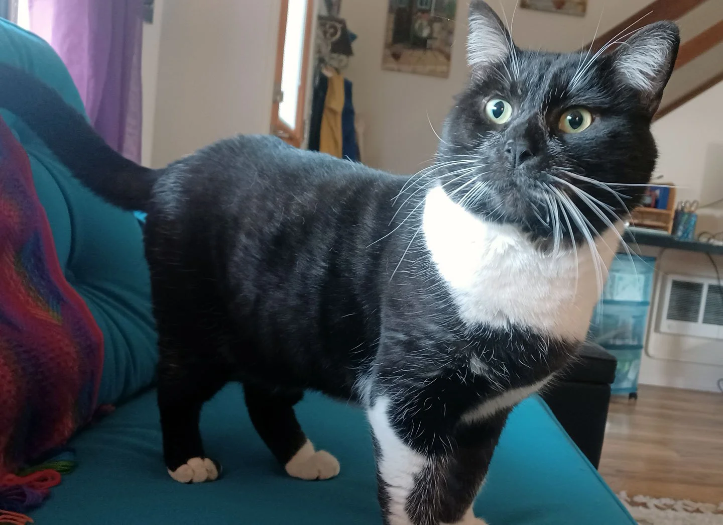 Penric and Elena Gleason: Furry Friends Fur-Ever