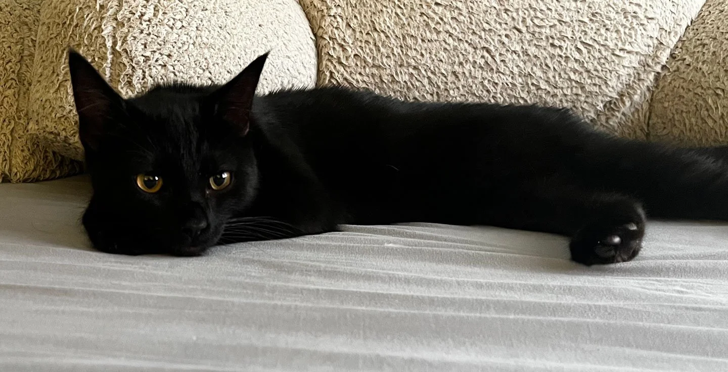 Bug and the Grows: Furry Friends Fur-Ever 