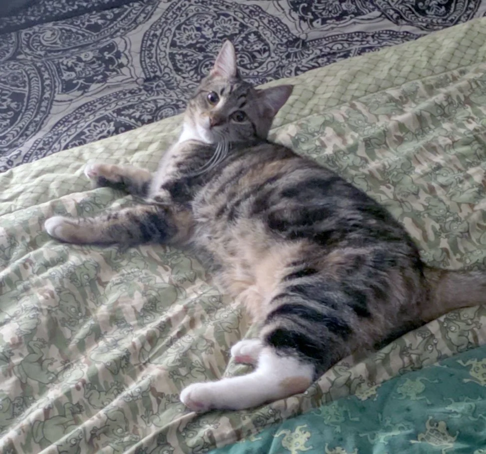 Harley Quinn and the Mcloones: Furry Friends Fur-Ever 