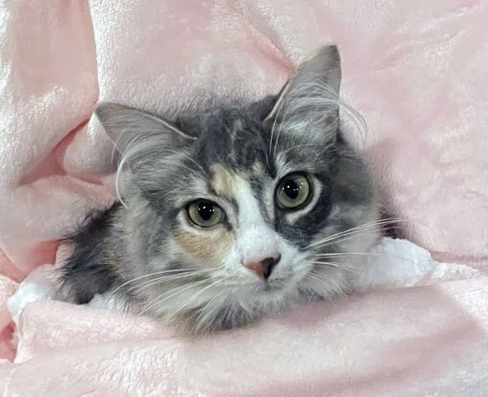 Barbara and the Ellises: Furry Friends Fur-Ever 