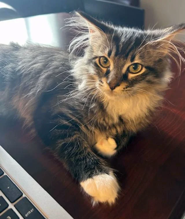 Natsu Mauricio and the Diazes: Furry Friends Fur-Ever 