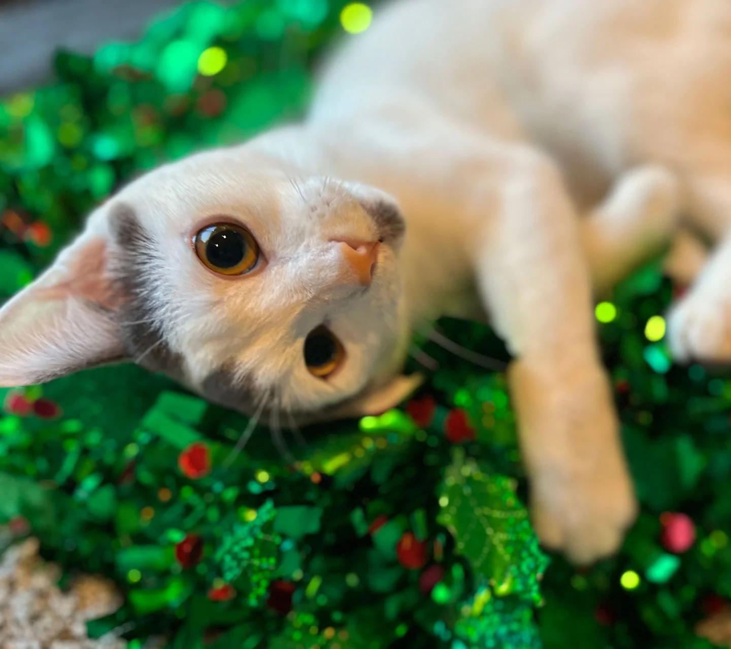 Louie and the Tidlands: Furry Friends Fur-Ever 