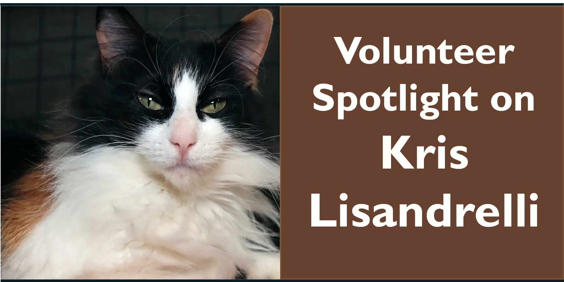 Kris Lisandrelli : Volunteer Spotlight 