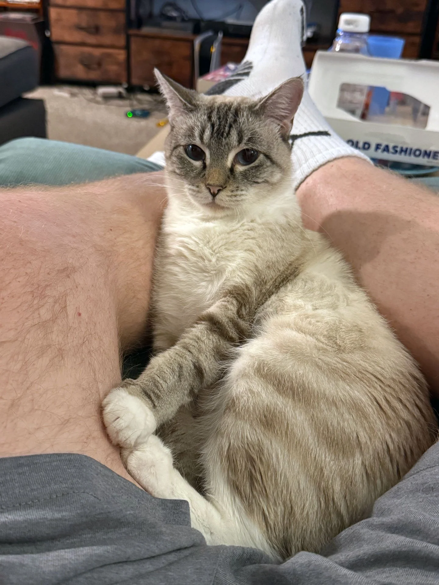 Mochi and Devon Morehead: Furry Friends Fur-Ever 