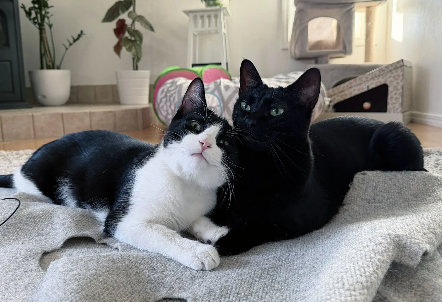 Frida and Rembrandt and the Elliotts: Furry Friends Fur-Ever 