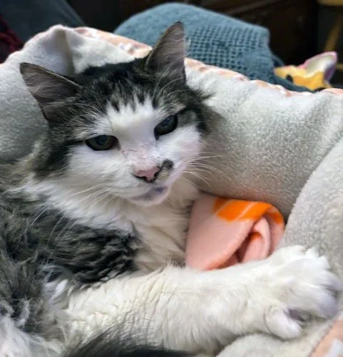 Princess Felicia and Kay: Furry Friends Fur-Ever 