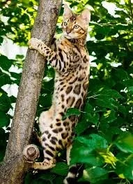 13 Hypoallergenic Cats for Allergy Sufferers