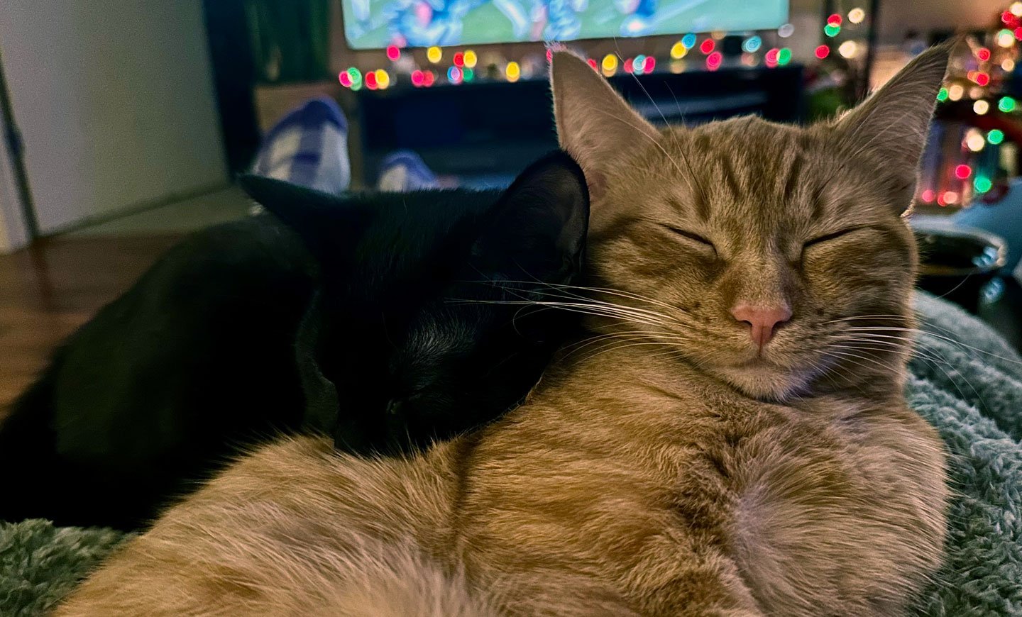 Peaches and the Schallers: Furry Friends Fur-Ever