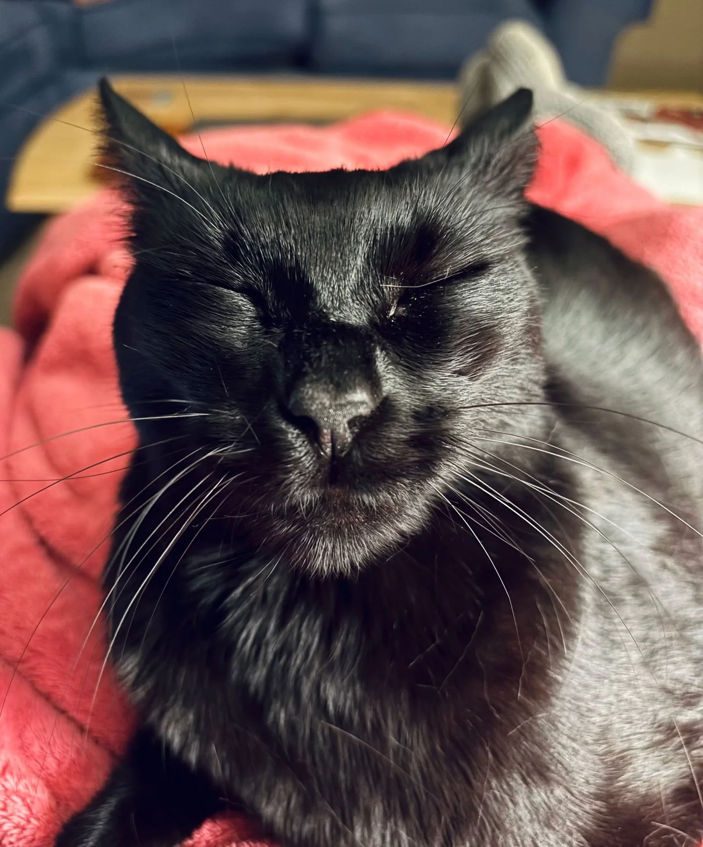 Millie and Jill Markos Hatfield: Furry Friends Fur-Ever 