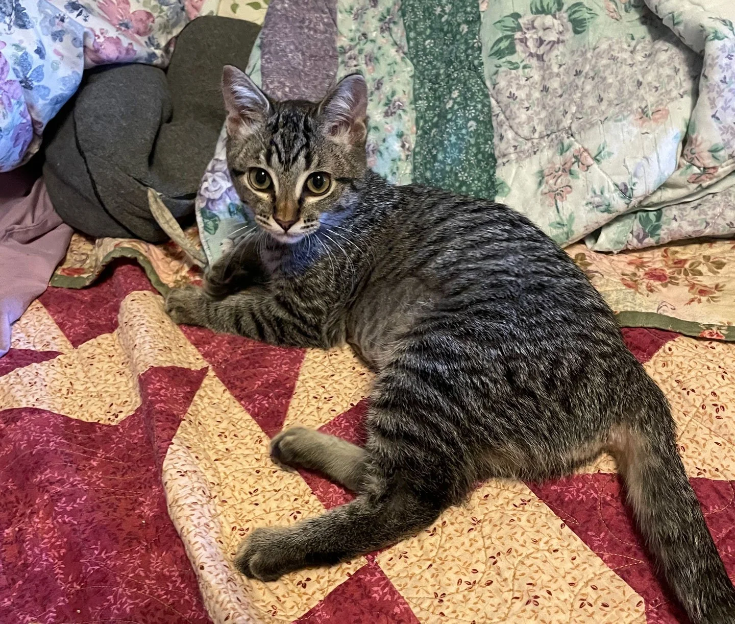 Margaret and the Shusters: Furry Friends Fur-Ever 